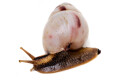 Limicolaria agathina Nigeria adult